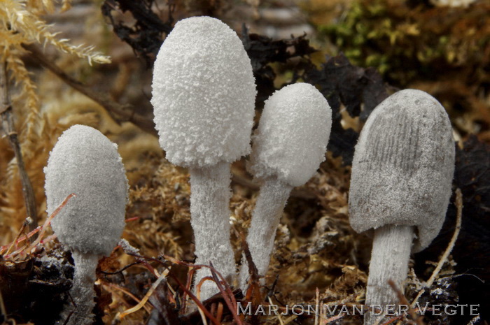 Zompinktzwam - Coprinopsis martinii